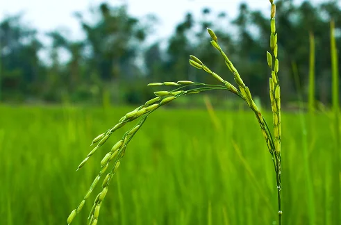 students-writing-exam-studying-classroom-education-university-learning-test-document-young-college-people-knowledge-scholarship-assignment-paperwork-degree-information 1 (4)